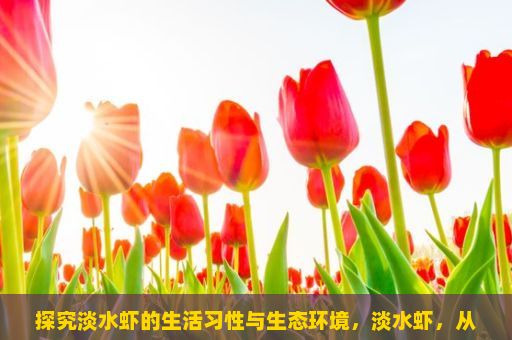 探究淡水虾的生活习性与生态环境，淡水虾，从养殖到餐桌的魅力之旅