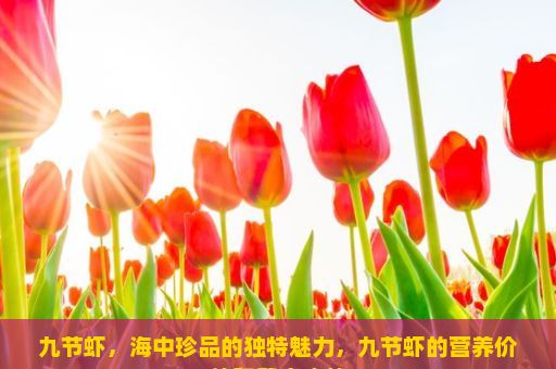 九节虾，海中珍品的独特魅力，九节虾的营养价值和健康功效