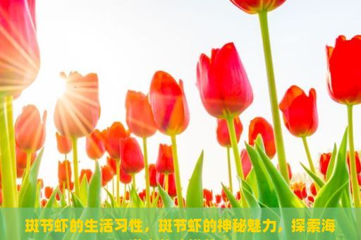 斑节虾的生活习性，斑节虾的神秘魅力，探索海洋中的珍馐美味