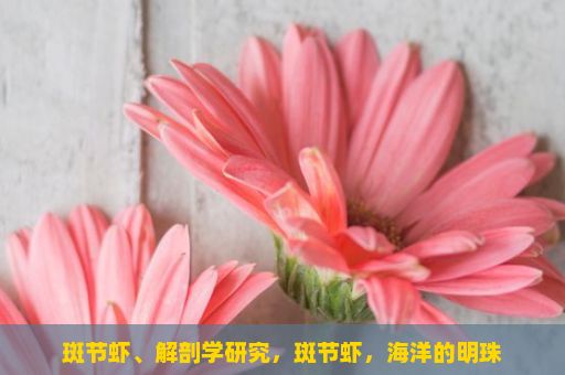 斑节虾、解剖学研究，斑节虾，海洋的明珠