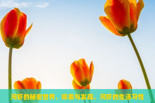 河虾的秘密世界，探索与发现，河虾的生活习性