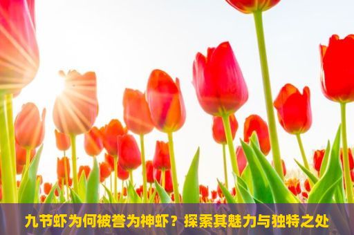 九节虾为何被誉为神虾？探索其魅力与独特之处