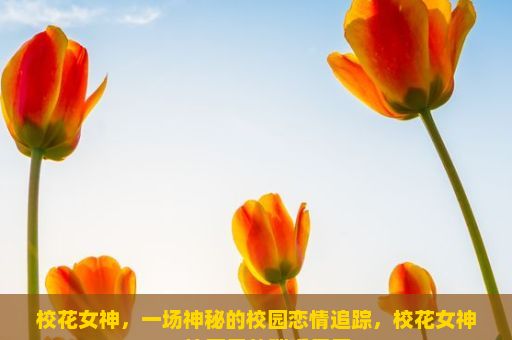 校花女神，一场神秘的校园恋情追踪，校花女神，校园里的璀璨星辰