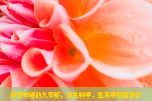 探索神秘的九节虾，其生物学、生态学和营养价值的解析，九节虾之谜，探索海洋珍品的独特魅力