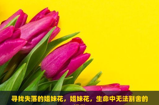 寻找失落的姐妹花，姐妹花，生命中无法割舍的纽带