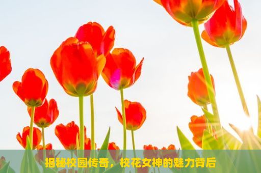 揭秘校园传奇，校花女神的魅力背后