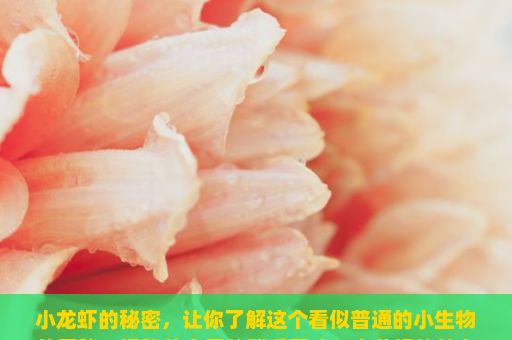 小龙虾的秘密，让你了解这个看似普通的小生物的奥秘，揭秘美食界的璀璨明珠，小龙虾的魅力之旅