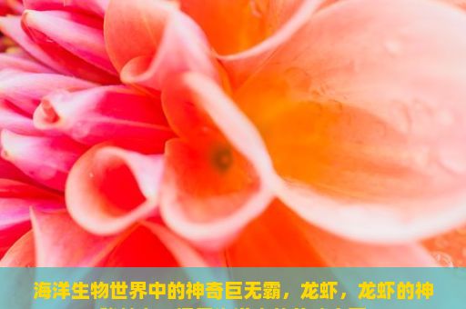 海洋生物世界中的神奇巨无霸，龙虾，龙虾的神秘魅力，探索海洋中的美味宝藏