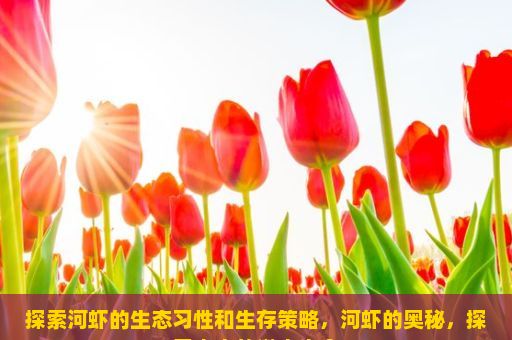 探索河虾的生态习性和生存策略，河虾的奥秘，探索水中的微小生命