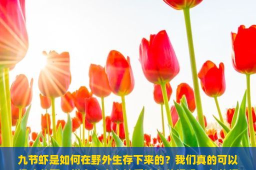 九节虾是如何在野外生存下来的？我们真的可以像吃蔬菜一样自由自在地采摘九节虾吗？九节虾的神秘面纱，探索海洋中的珍馐美味