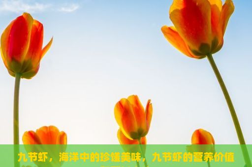 九节虾，海洋中的珍馐美味，九节虾的营养价值和烹饪方法